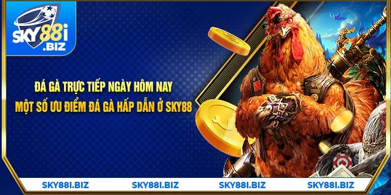 Đá Gà Trực Tiếp Ngày Hôm Nay  - Một Số Ưu Điểm Đá Gà Hấp Dẫn Ở SKY88